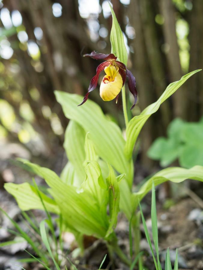 Ferienhaus Blumenparadies Stainz Luaran gambar